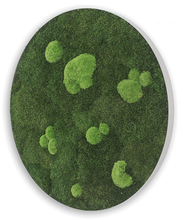 Mechový obraz (kruh) z kopečkového mechu s lesním mechem 80 